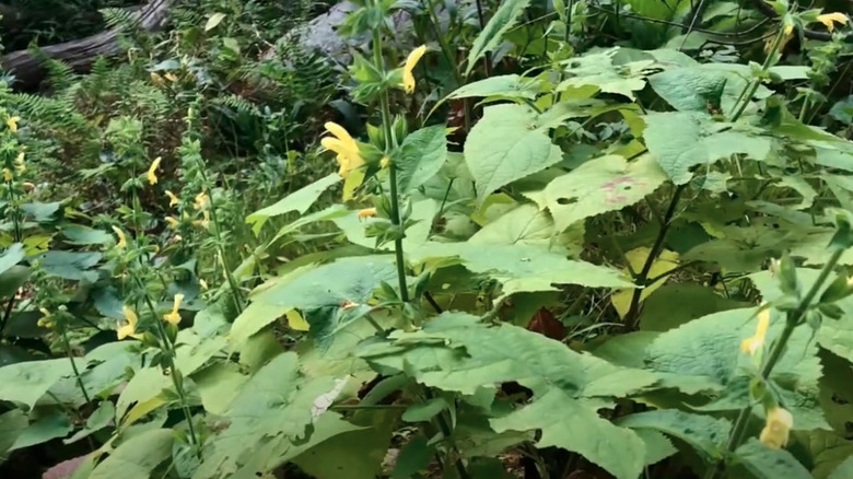 Detail of yellow sage plants in full bloom