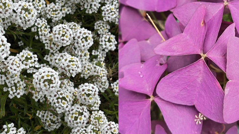 A close up on white sweet alyssum and oxalis leaves.