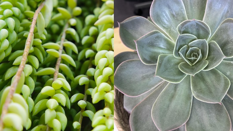 A close up on sedum and echeveria.