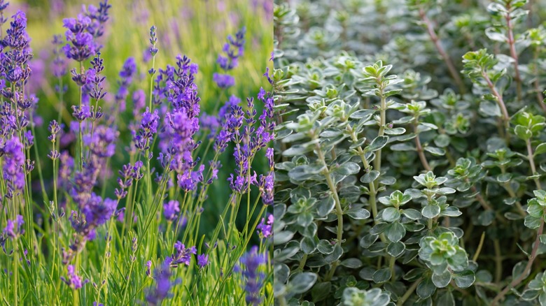 A close up on lavender and thyme.