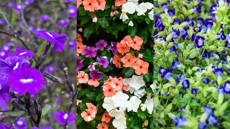 Browallia, impatiens, and torenias flowers.