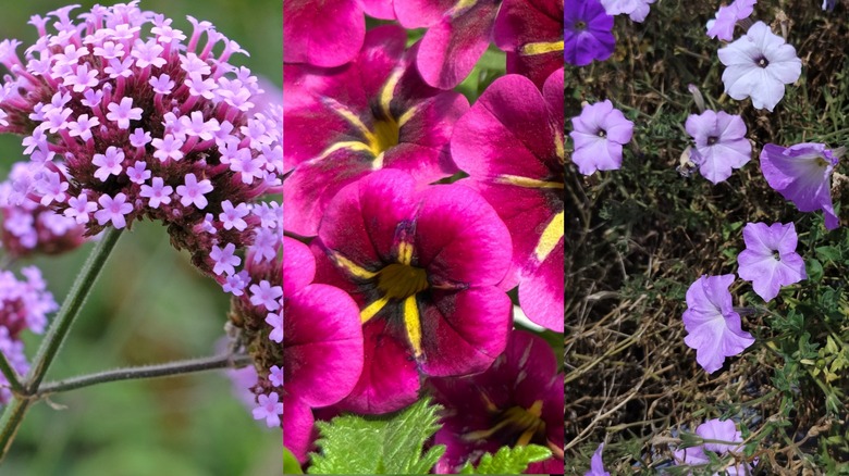 A close up on verbena, calibrachoa, and petunias.