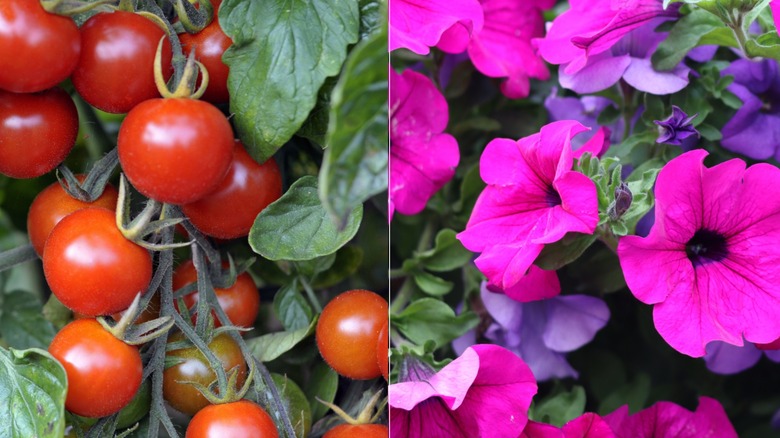 Cherry tomatoes and bright pink petunias.