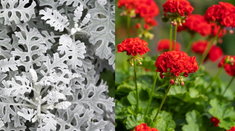 A close up on Dusty Miller and geraniums.