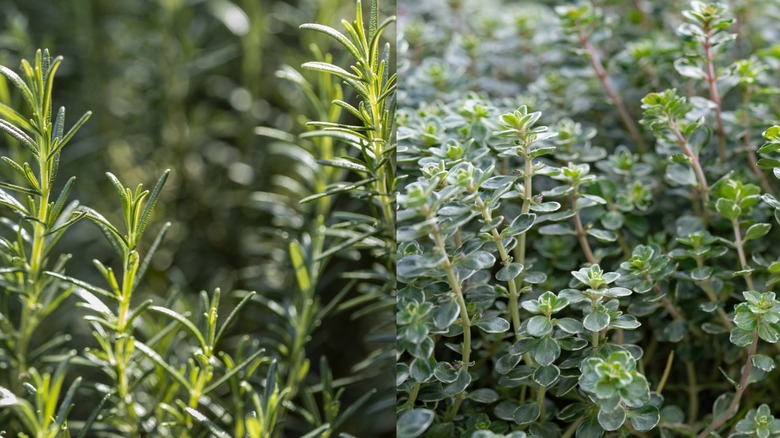 A close up on rosemary and thyme.