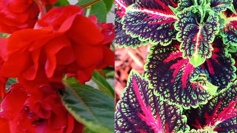 Red double impatiens and pink leafy coleus.