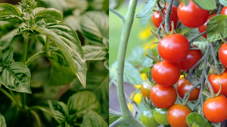 A close up on basil and cherry tomatoes.