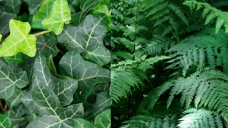 A close up on English ivy and ferns.