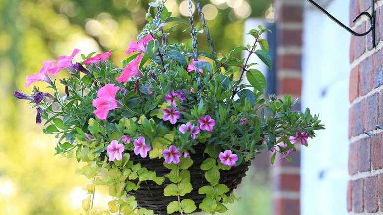 A close up on a hanging porch basket with flowers.