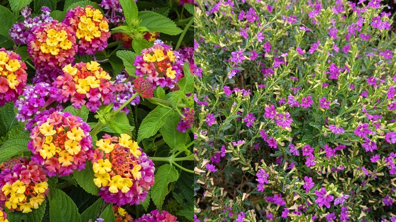 A close up on lantana and cuphea.