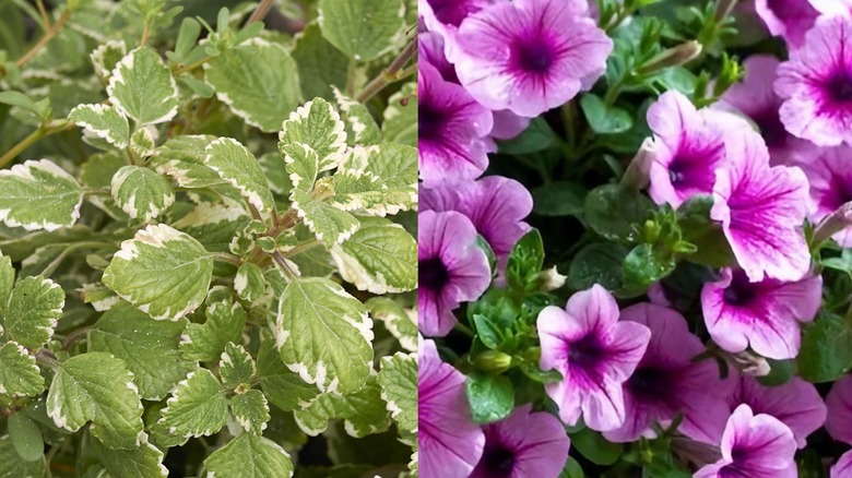A close up on Swedish Ivy and purple petunias.
