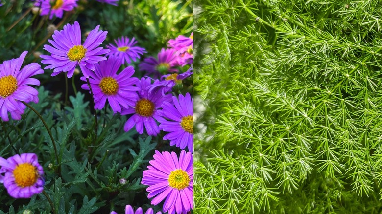 A close up on Swan Daisies and asparagus ferns.