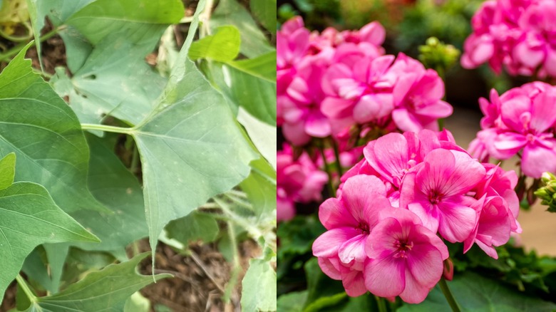 Sweet potato vines and pink geraniums.