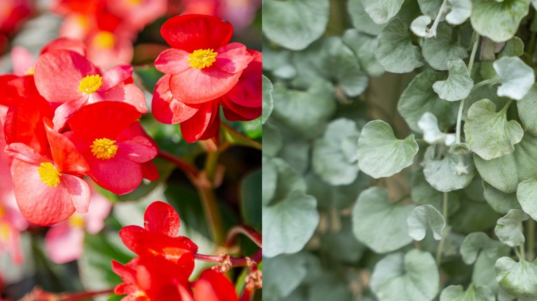 Red begonias and green dichondra.