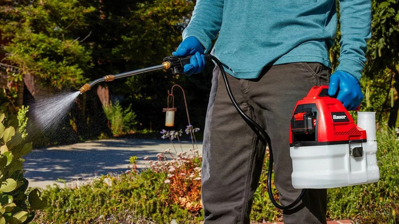 A man holding a chemical sprayer treating a bush.