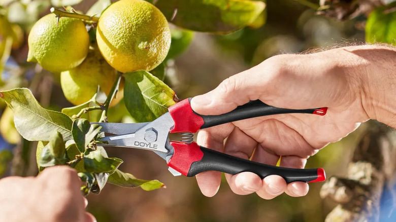 A gardener trimming a lemon tree with DOYLE pruners.