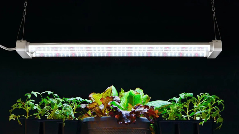 Lettuce under a grow lamp.