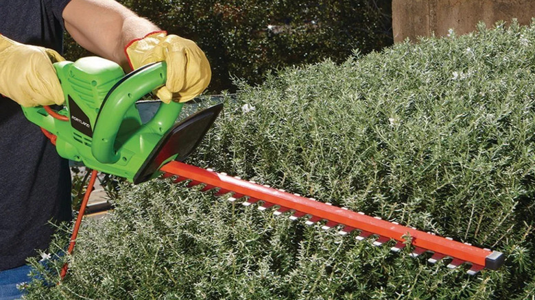 A man in yellow gloves using a hedge trimmer on a bush.