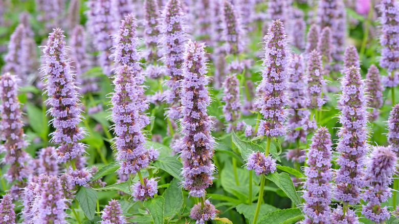 Tiny purple flowers of 'Blue Fortune' anise hyssop