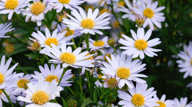 White flowers of 'Blue Star' kalimeris with yellow centers