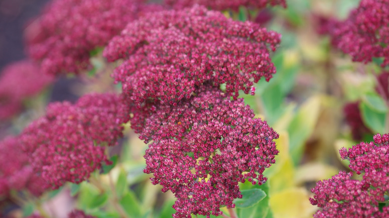 Pink flowers of 'Brilliant' sedum in a garden