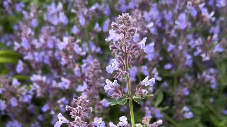 Lavender flowers of 'Cat's Meow' catmint unfurling in a garden