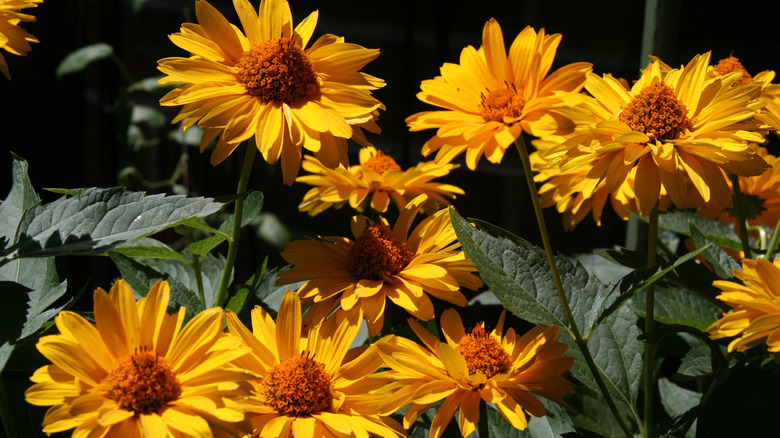 Orange false sunflowers blooming in a garden and receiving sunlight