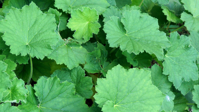 Bright green leaves of hairy alumroot