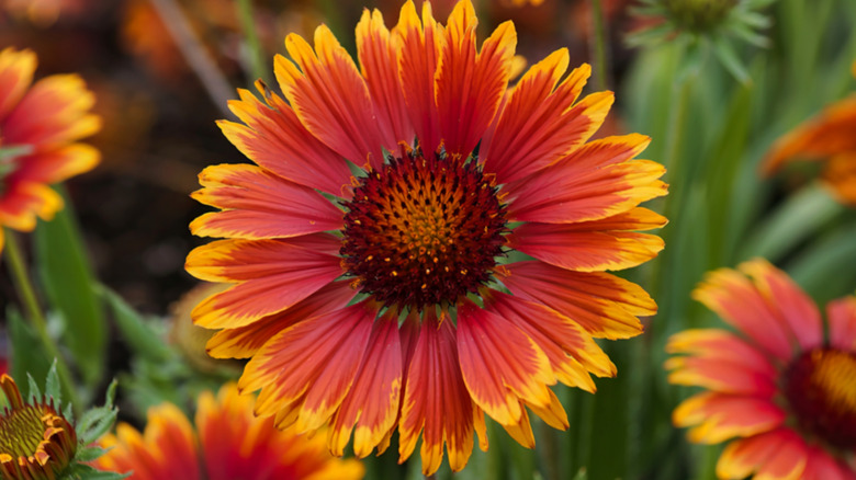 Orange and yellow blooms of hybrid blanket flowers