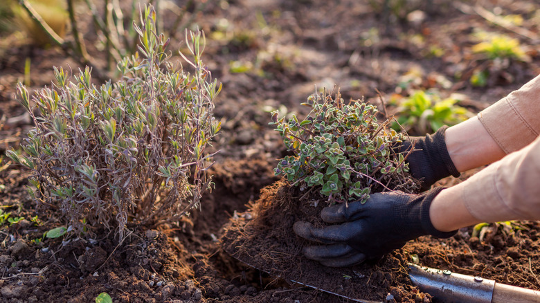 Female hands transplanting catmint in a garden