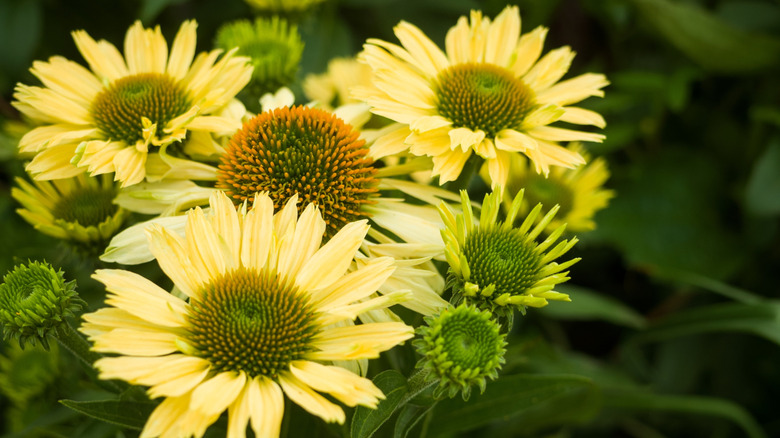 Light yellow blooms of 'Mellow Yellows' coneflower
