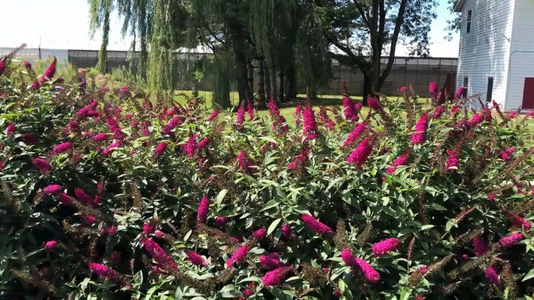 'Miss Molly' butterfly bush receiving sunlight