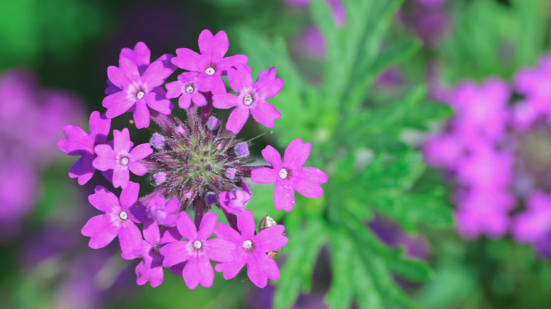 Small lavender flowers of rose verbena