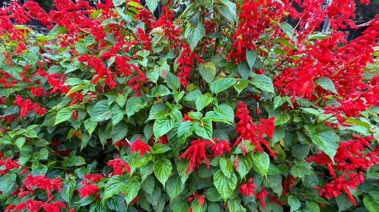 Scarlet red flowers of Saucy Red salvia surrounded by green leaves