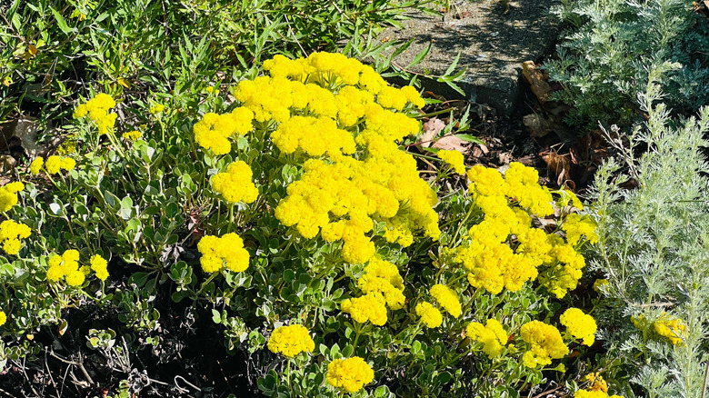 Vibrant yellow sulphur buckwheat flowers receiving sunlight