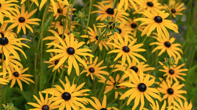 Orange sweet coneflowers in bloom in a garden
