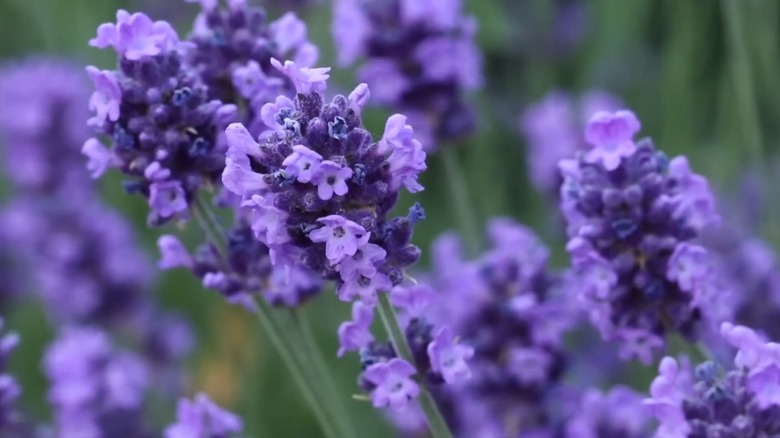 Tiny lavender-colored flowers of Sweet Romance lavender