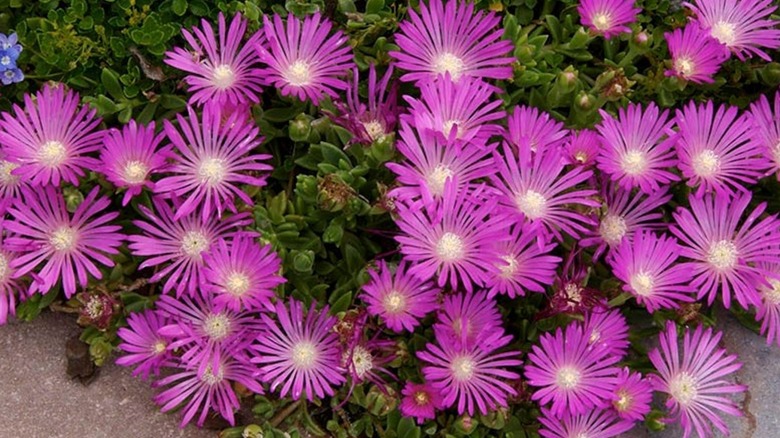 Large pink flowers of 'Table Mountain' iceplant