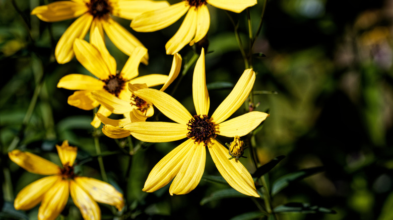 Yellow flowers of tall tickseed blooming in a garden