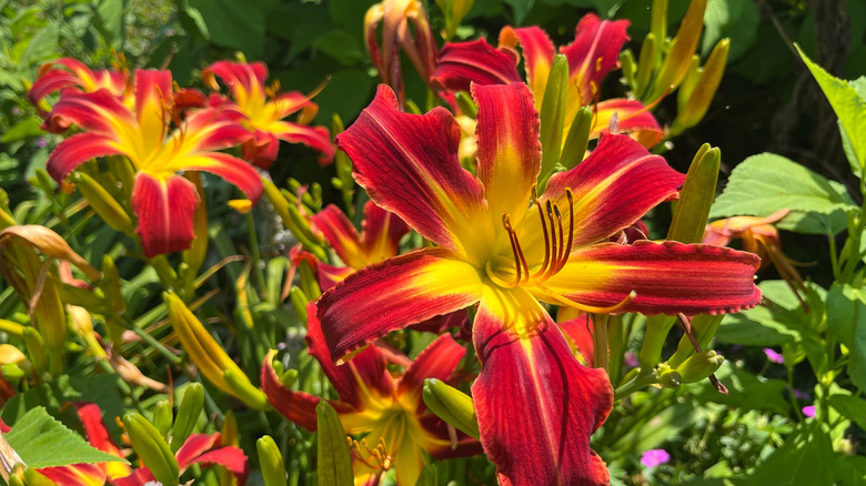 Red and yellow daylilies in full sun