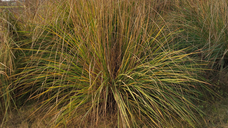 Deergrass growing in spiky ball shape with some dead materials growing upwards out of the shot