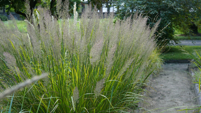 A patch of feather reed grass along a walkway with pinkish flower heads