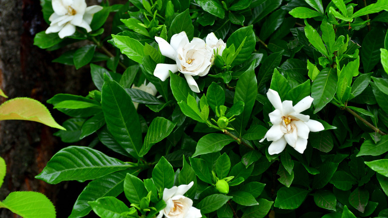 A gardenia plant in bloom zoomed in with four flowers in the picture