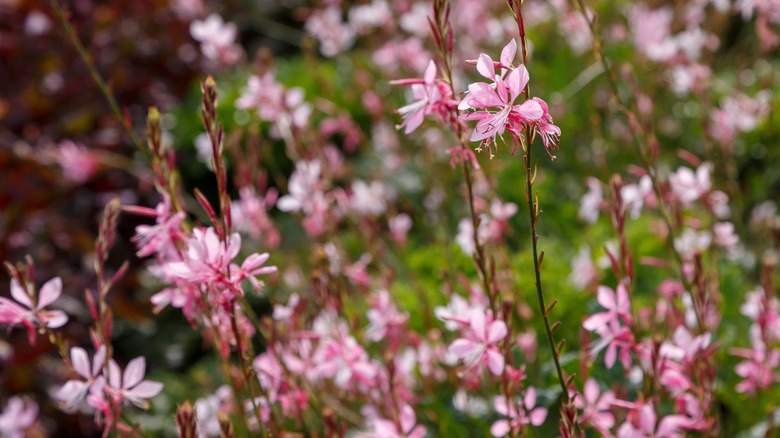 Gaura close-up with an abundance of pink flowers