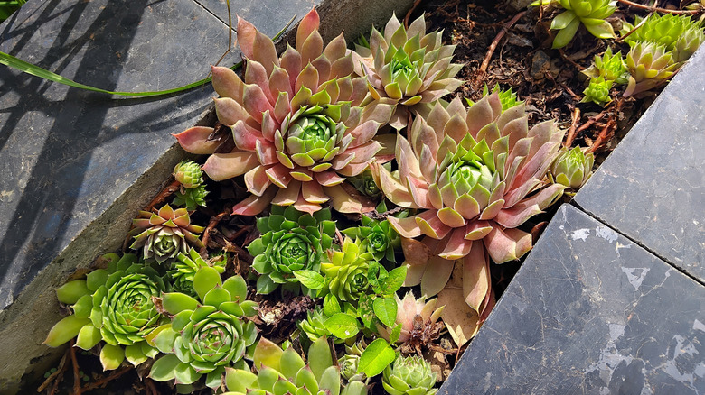 Hens and chicks in a stone planter