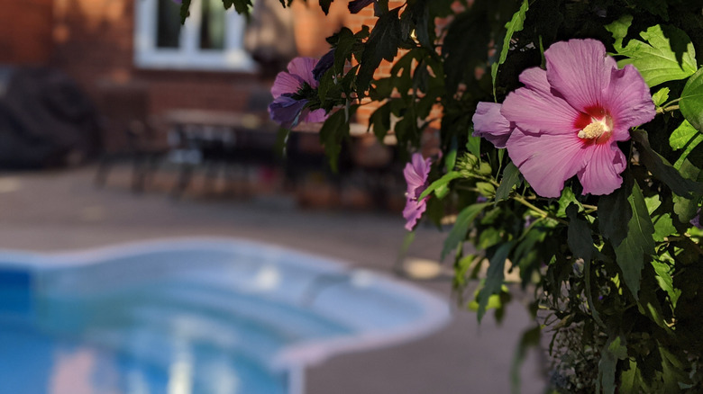 A rose of Sharon in front of a pool