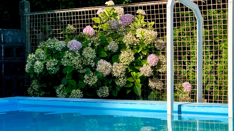 Hydrangeas pushing through a fence next to a pool with white, pink, and purple flowers