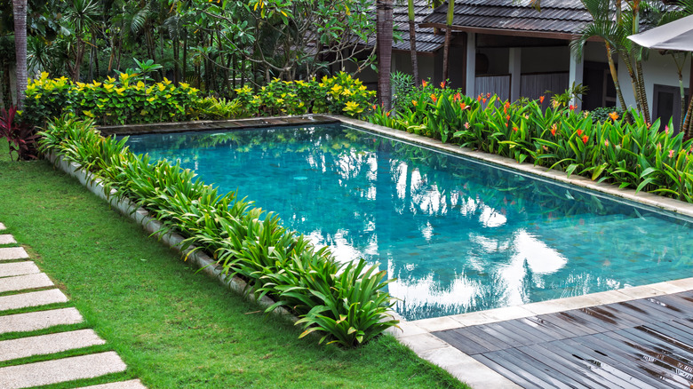 A pool surrounded by plants and grass