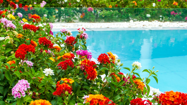 Lantanas around the edge of a pool in pinks, oranges, reds, and whites