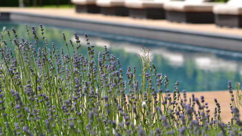 Lavender in bloom in front of a pool